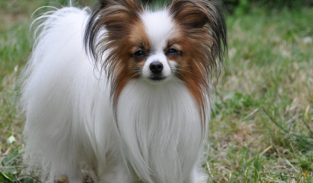 Пушистый папильон на траве