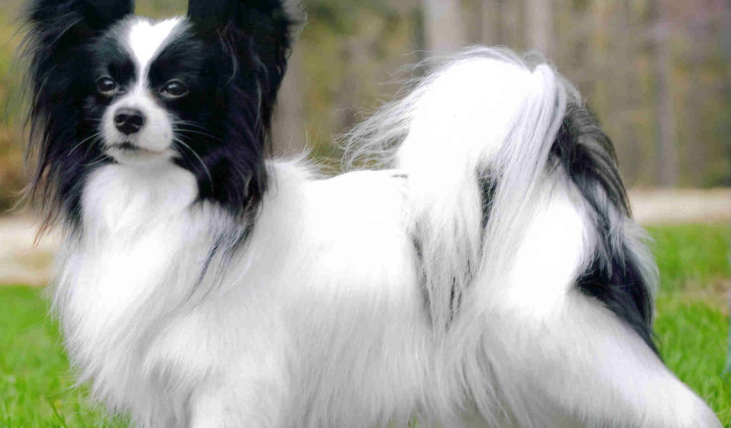 Пушистый папильон на прогулке