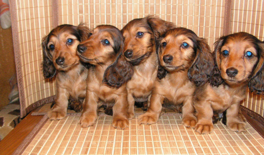 Пушистые щенки таксы