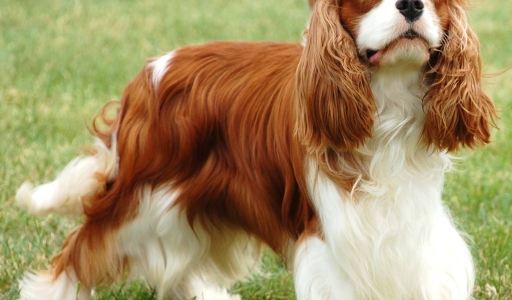 Пушистый спаниель на пирогулке