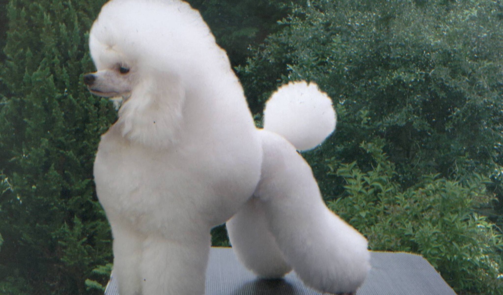 Белый пушистый пудель