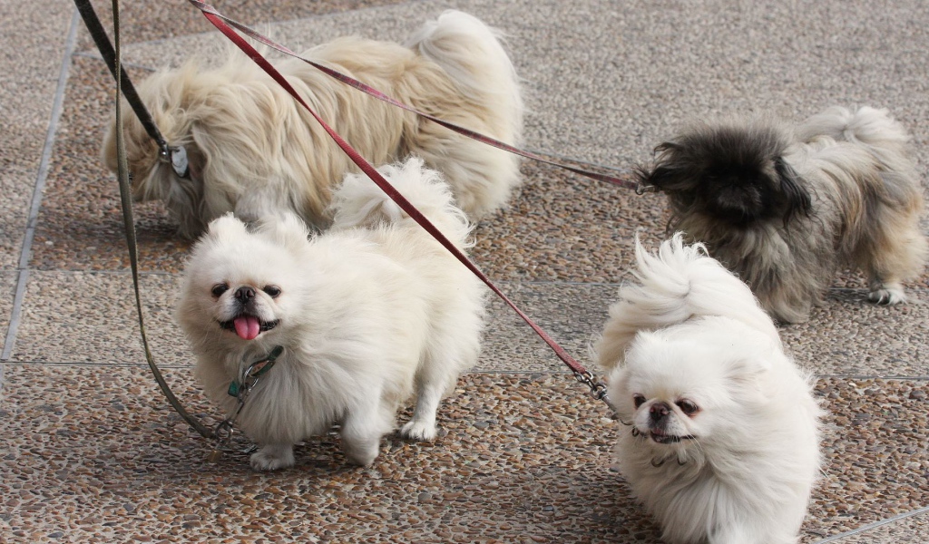 Четверка пекинесов на прогулке