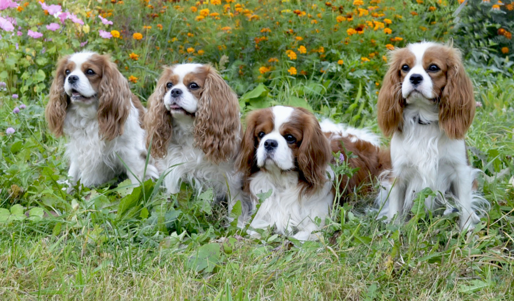 Четверка друзей спаниелей
