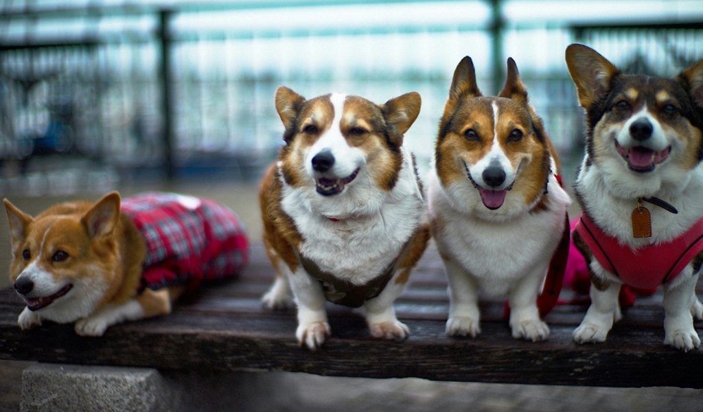 Четыре друга вельш-корги