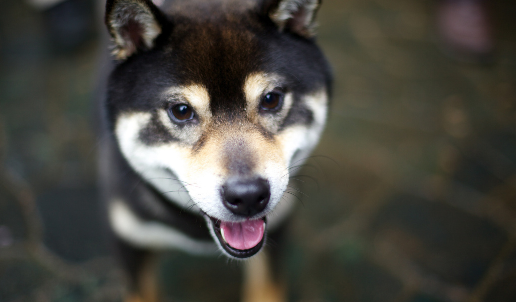 Дружелюбная собака