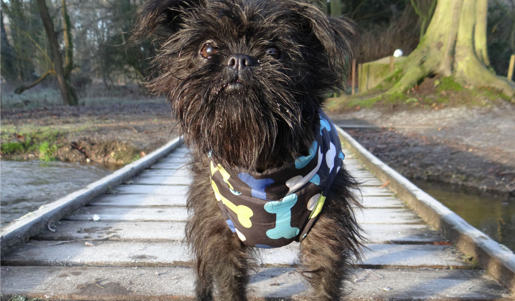 Забавный песик аффенпинчер