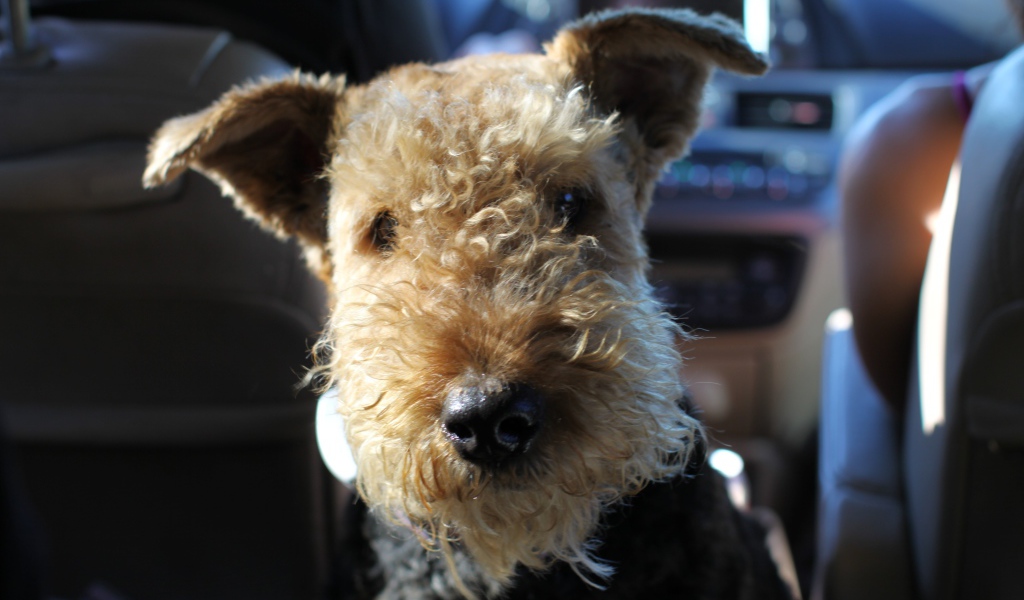 Funny Airedale in the car