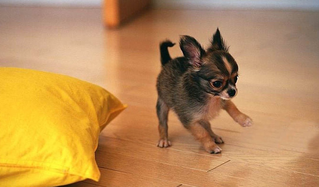 Забавный щенок чихуахуа играет