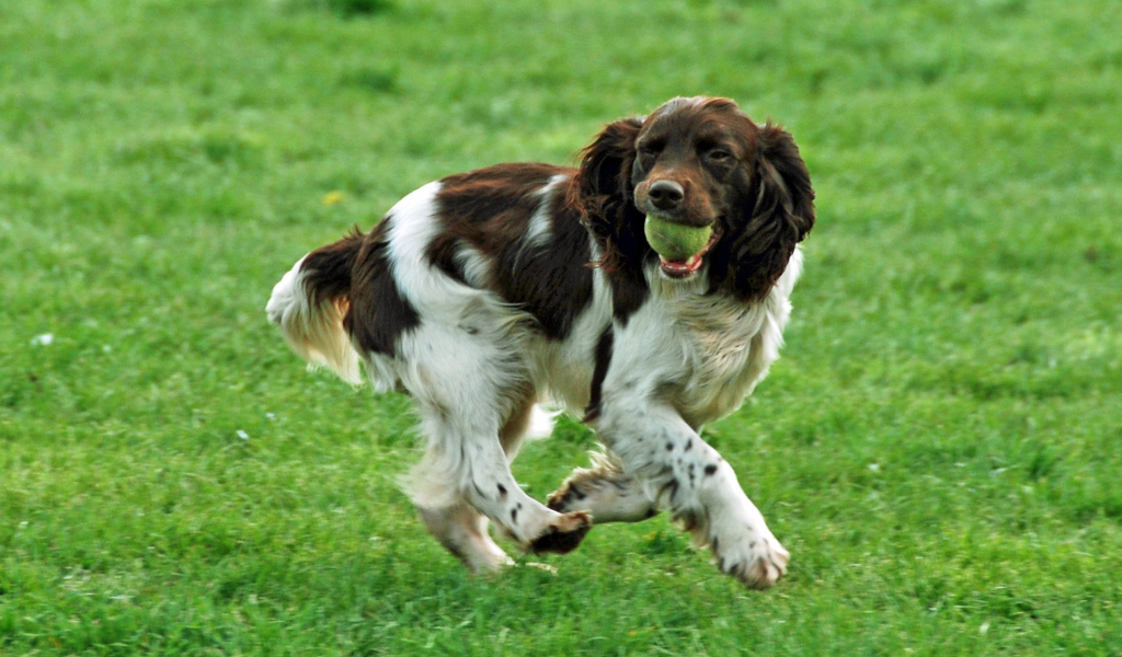 Забавный английский спрингер спаниель