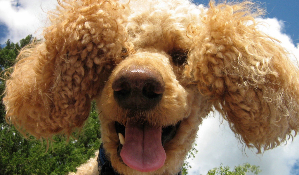 Забавный коричневый пудель