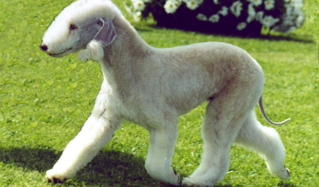 Забавный пес бедлингтон терьер