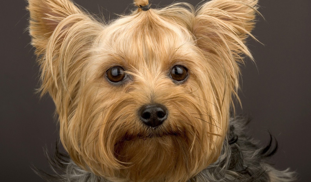 Забавный пес йоркширский терьер