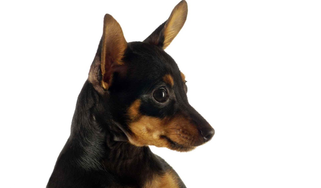 Забавная собака чихуахуа