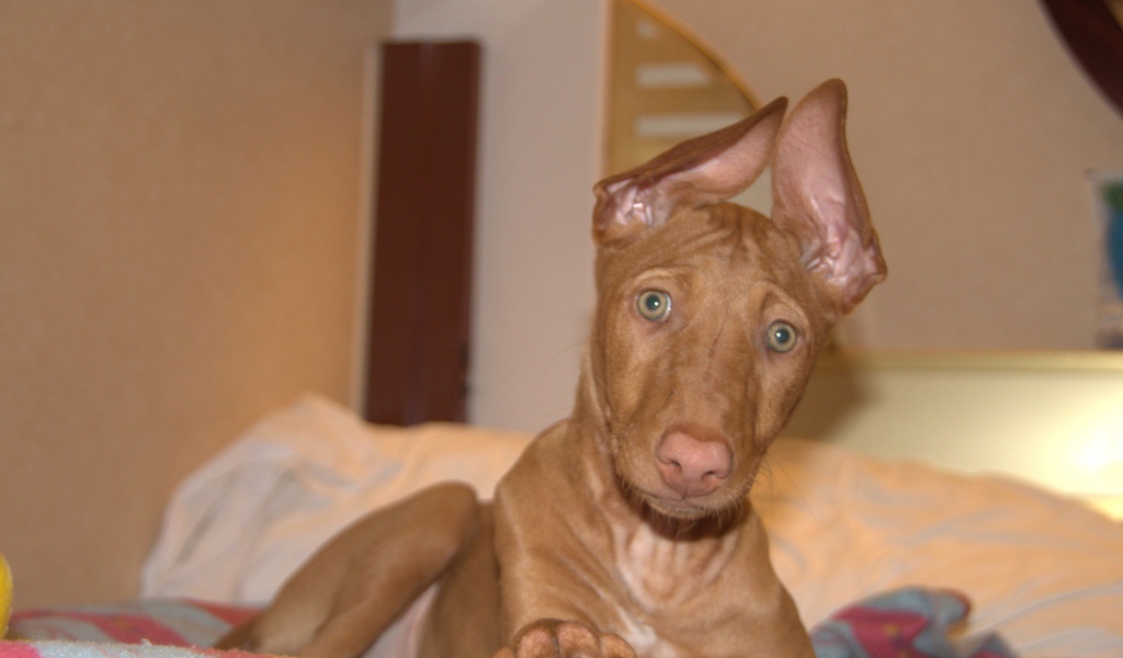Забавные уши у фараоновой собаки