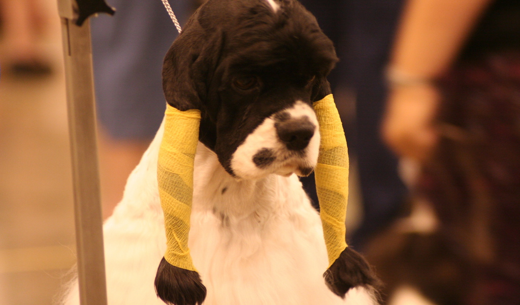 Забавная прическа американского кокер спаниеля