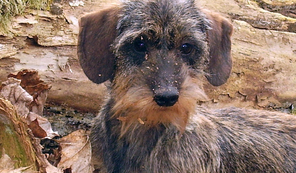 Пушистая такса в лесу