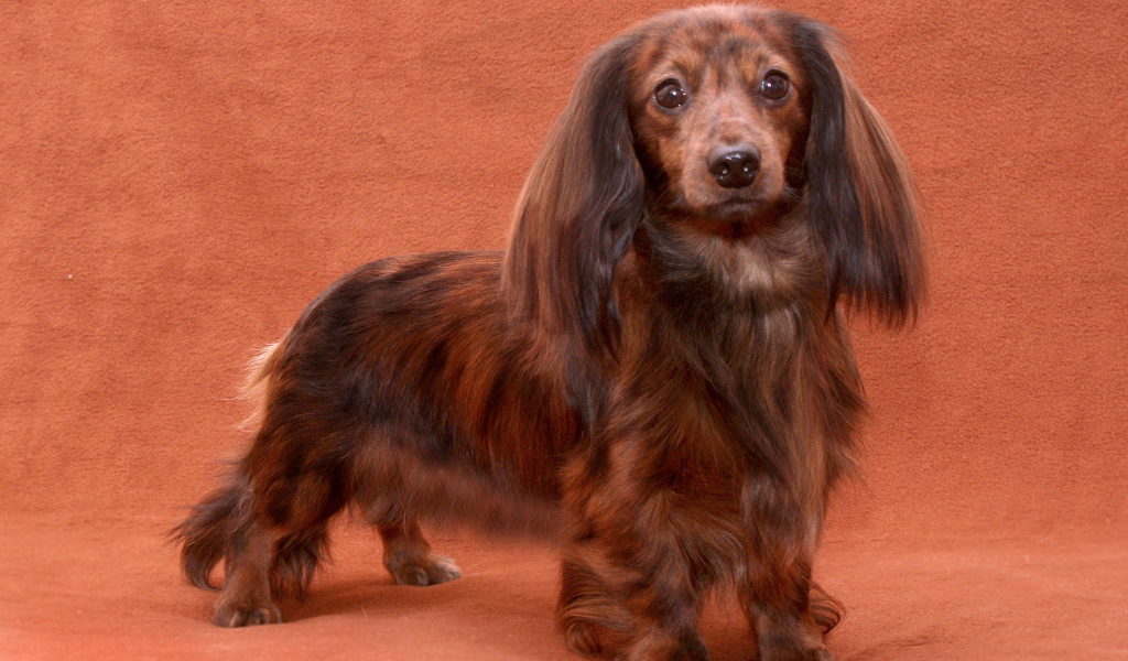 Пушистая такса позирует