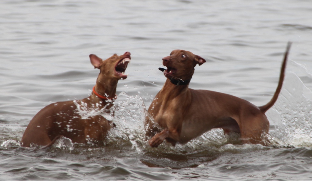 Игры фараоновых собак в воде