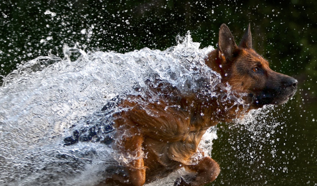 Немецкая овчарка бежит в воде