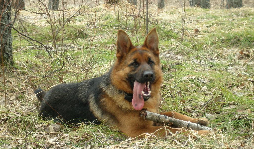 Немецкая овчарка с длинным языком