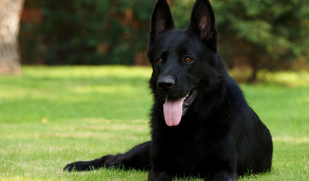 Немецкая овчарка черного цвета