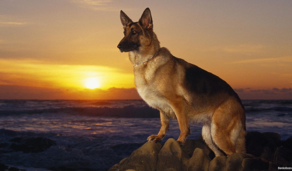 Немецкая овчарка на фоне заката