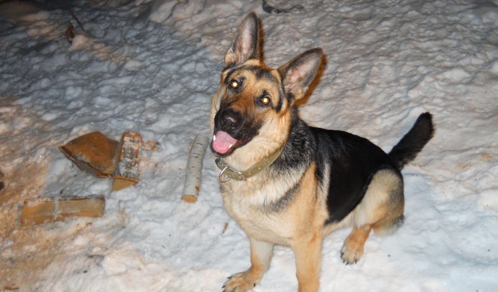 Немецкая овчарка с горящими глазами