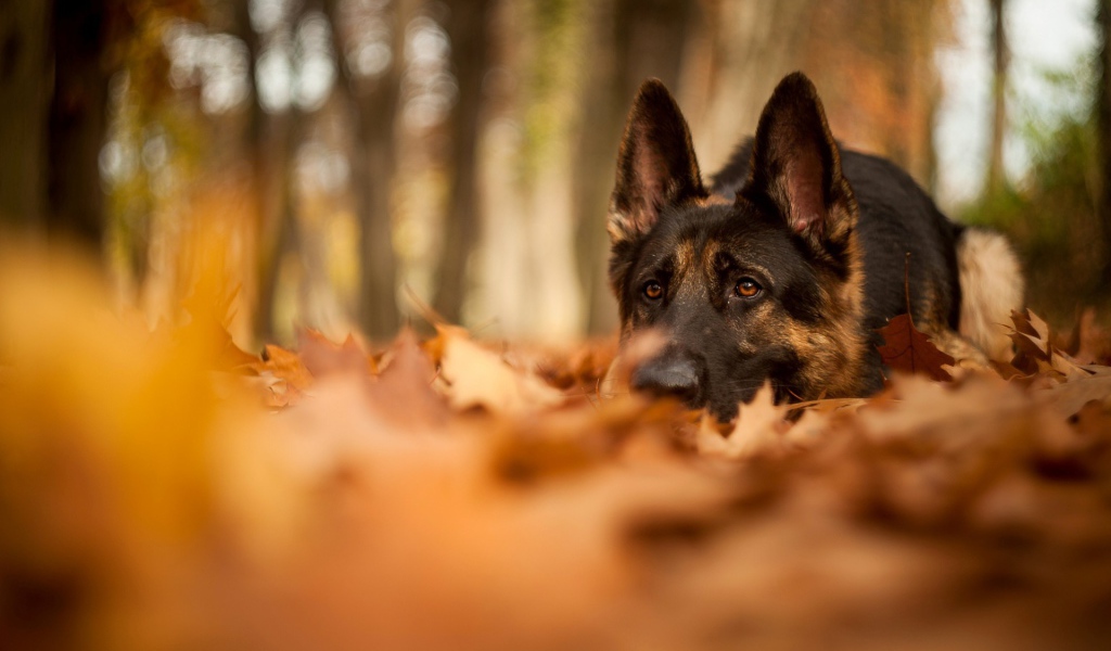 Немецкая овчарка в осеннем парке