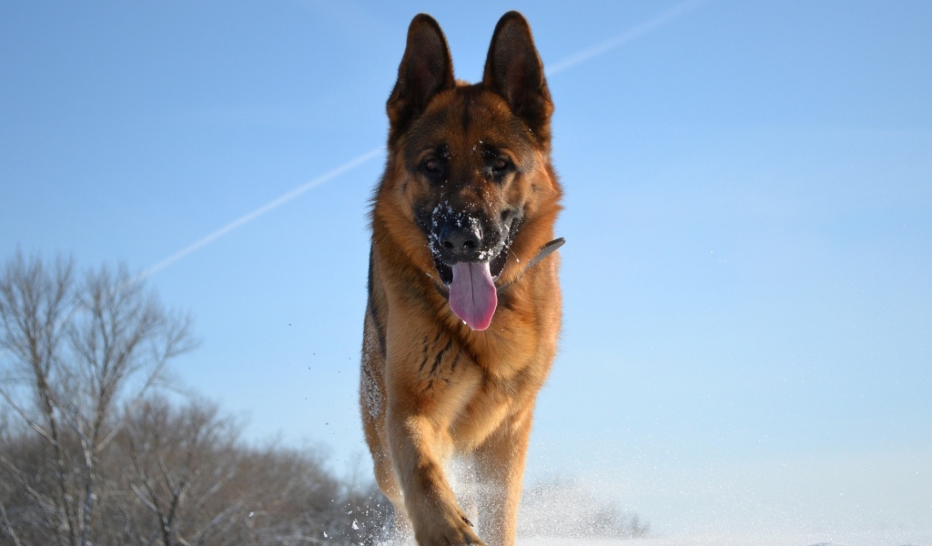 Немецкая овчарка в зимний день