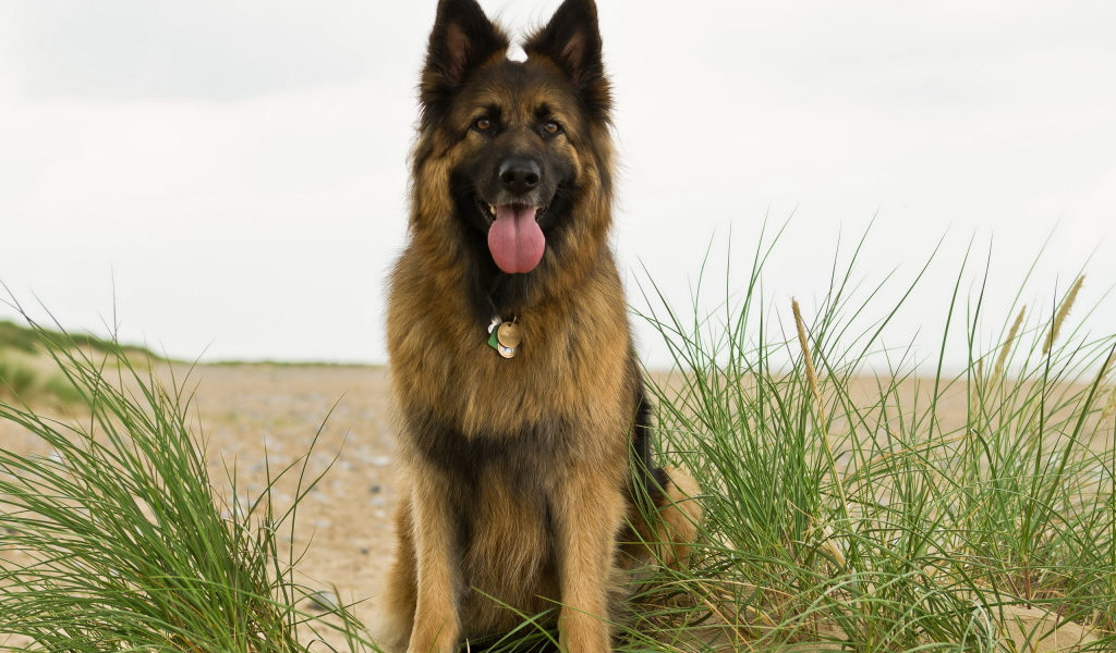 Немецкая овчарка на берегу