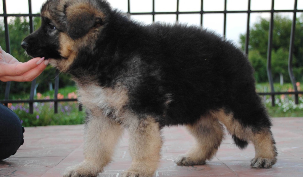 Щенок немецкой овчарки