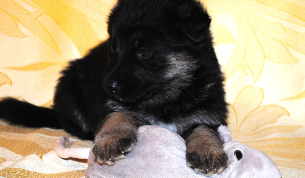 Щенок немецкой овчарки черного цвета