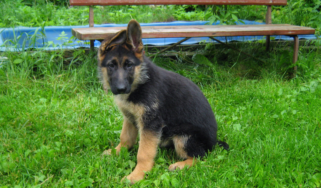 Щенок немецкой овчарки у скамейки