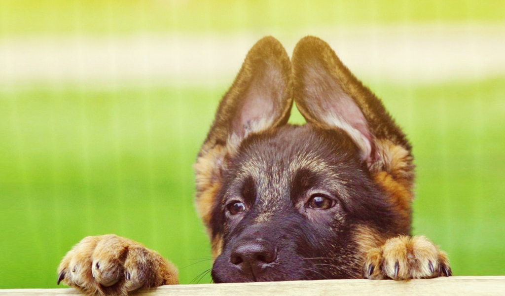 Щенок немецкой овчарки выглядывает