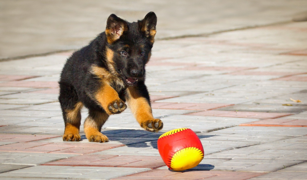 Щенок немецкой овчарки играет с мячом