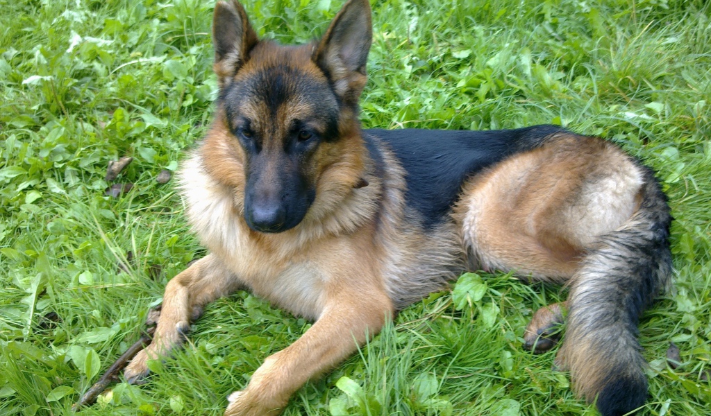 Немецкая овчарка отдыхает на траве