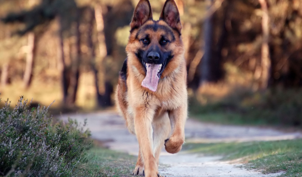 Немецкая овчарка бежит по дороге