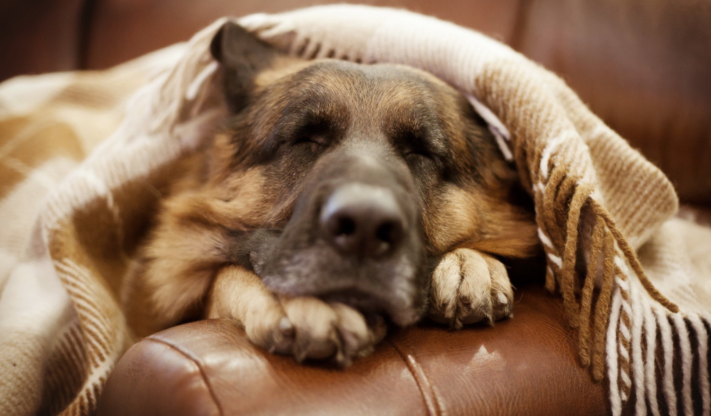 Немецкая овчарка спит