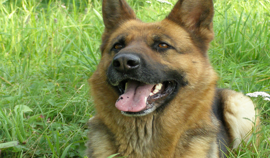 Немецкая овчарка улыбается