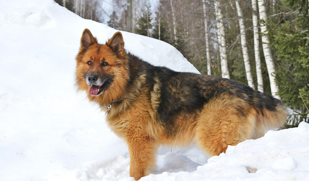 Немецкая овчарка стоит в сугробе