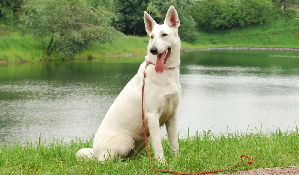 Немецкая овчарка белого цвета