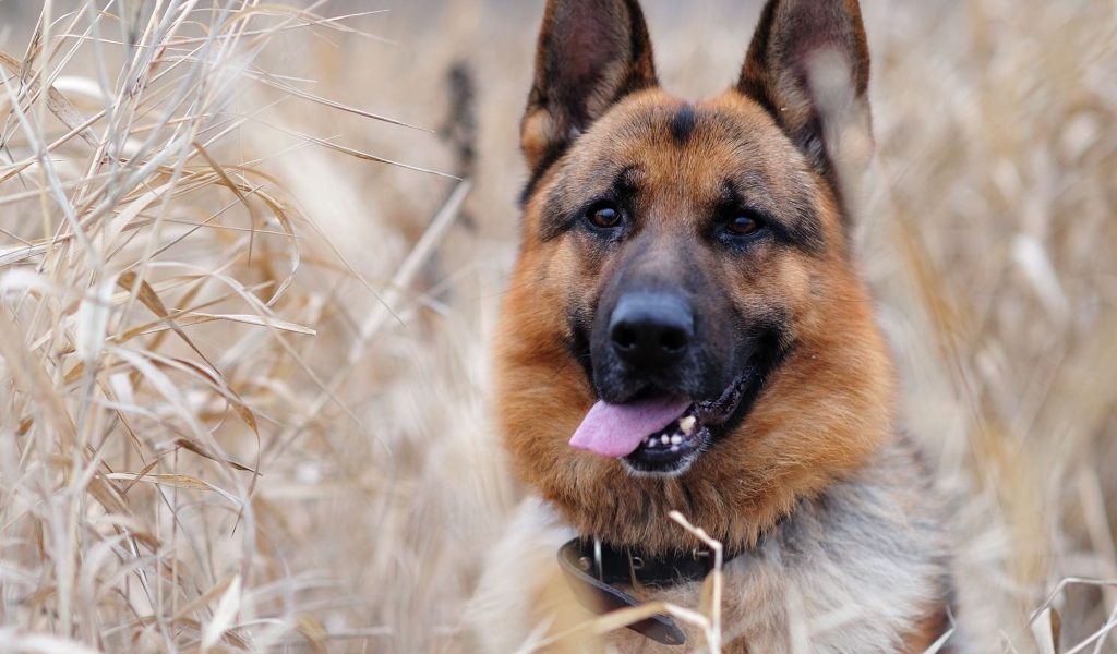 Собака немецкая овчарка в зарослях
