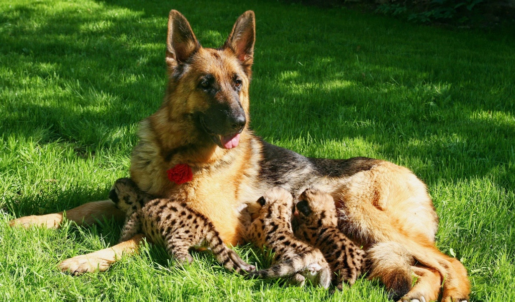 Немецкая овчарка кормит детей леопарда