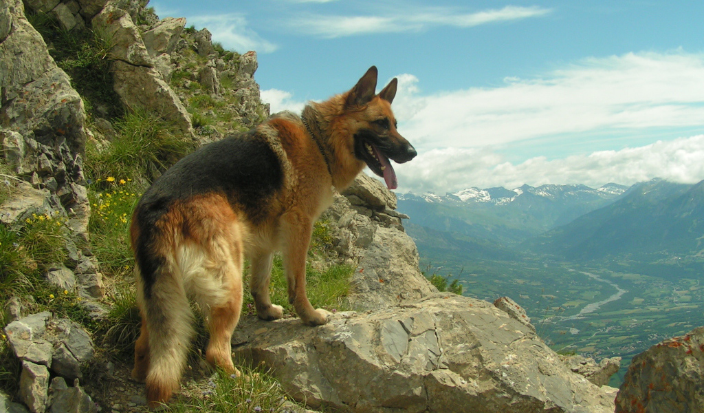 Немецкая овчарка в горах