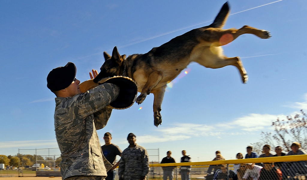 Немецкая овчарка на службе