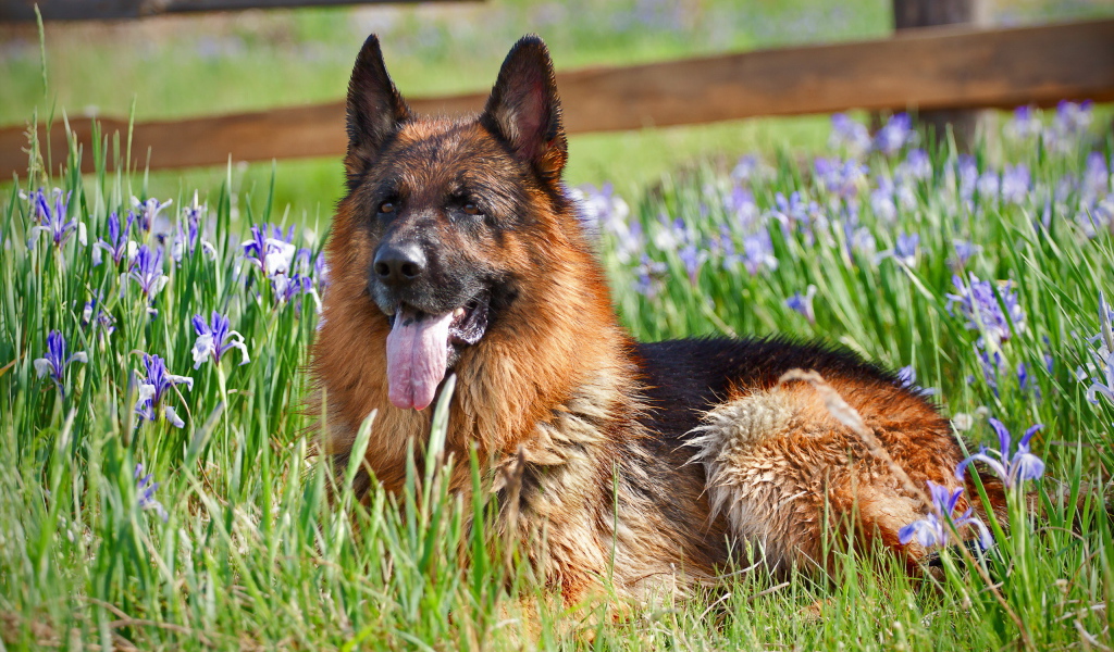 Немецкая овчарка лежит в цветах