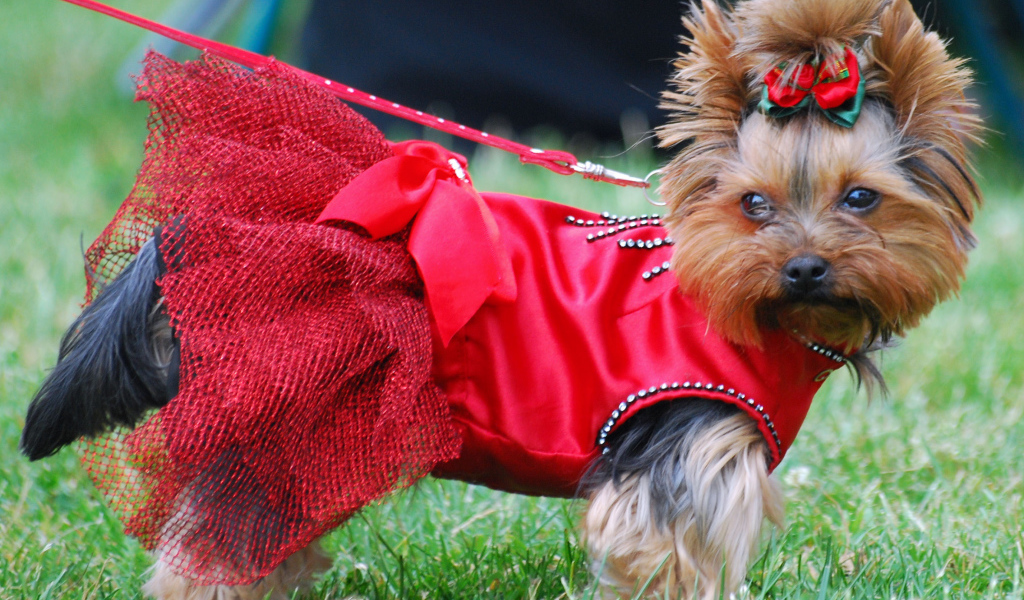 Девочка йоркширский терьер