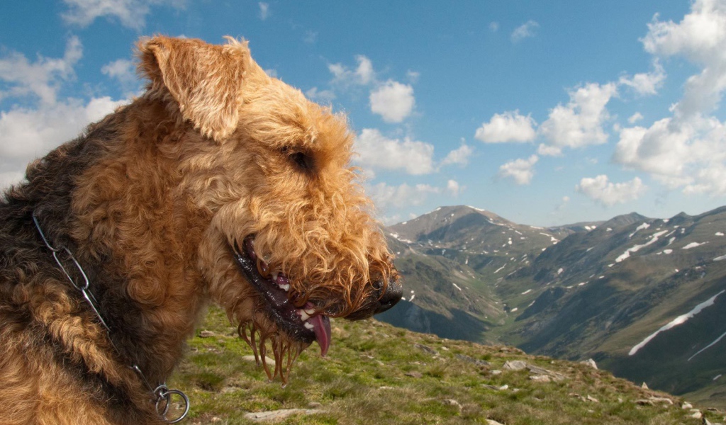 Довольный эрдельтерьер в горах