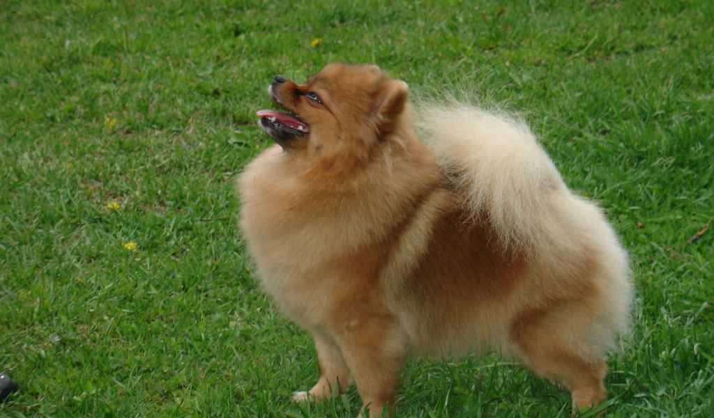 Довольный шпиц на газоне