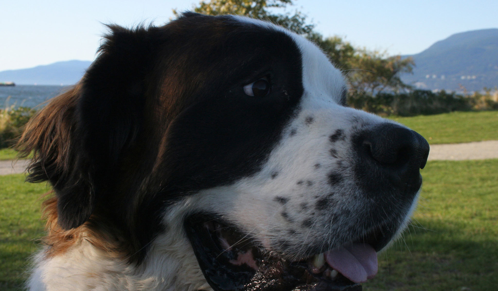 Довольный пес сенбернар